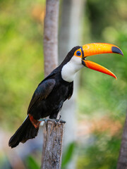 Portrait of Toco toucan (Ramphastos toco) with a big colored beak. Close-up. Brazil. Pantanal.
