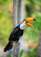 Portrait of Toco toucan (Ramphastos toco) with a big colored beak. Close-up. Brazil. Pantanal.
