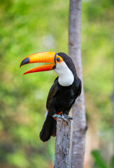 Fototapeta premium Portrait of Toco toucan (Ramphastos toco) with a big colored beak. Close-up. Brazil. Pantanal. 