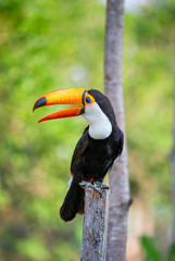 Fototapeta premium Portrait of Toco toucan (Ramphastos toco) with a big colored beak. Close-up. Brazil. Pantanal. 