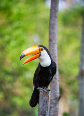 Portrait of Toco toucan (Ramphastos toco) with a big colored beak. Close-up. Brazil. Pantanal.
