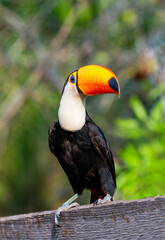 Naklejka premium Portrait of Toco toucan (Ramphastos toco) with a big colored beak. Close-up. Brazil. Pantanal. 