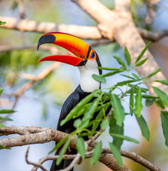 Toco toucan (Ramphastos toco) is sitting on a tree branch. Brazil. Pantanal.
