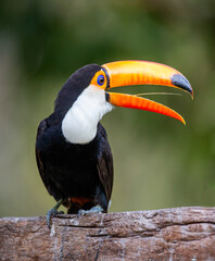 Portrait of Toco toucan (Ramphastos toco) with a big colored beak. Close-up. Brazil. Pantanal.
