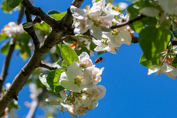Bee pollinates white cherry flowers in a small park in the city of Munich in spring	
