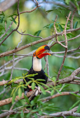 Toco toucan (Ramphastos toco) is sitting on a tree branch. Brazil. Pantanal.
