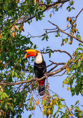 Toco toucan (Ramphastos toco) is sitting on a tree branch. Brazil. Pantanal.
