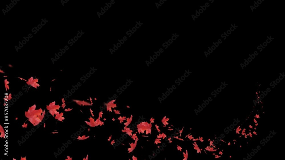 Wall mural red maple leaves flow trail on alpha channel. red maple leaves flow curve swirl on alpha channel.