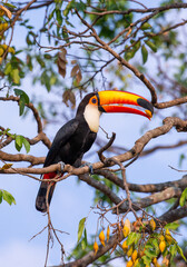 Toco toucan (Ramphastos toco) is eating fruit on a tree branch. Brazil. Pantanal.