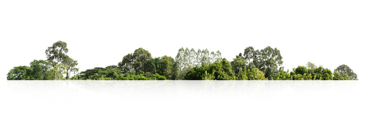 forest with trees and a white background