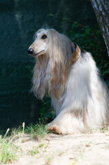 Afghanischer Windhund im Garten