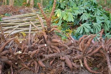 Harvesting cassava in the rice fields, cassava is the basic ingredient for various foods