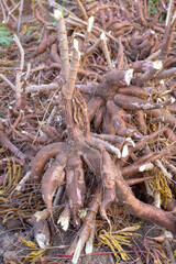Harvesting cassava in the rice fields, cassava is the basic ingredient for various foods