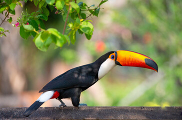 Obraz premium Toco toucan (Ramphastos toco) is sitting on the fence. Brazil. Pantanal. 