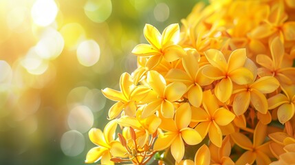 golden champa flowers bouquet under bright sun shine, close up of yellow flower