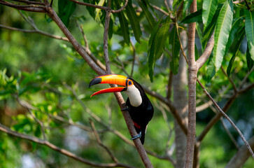 Toco toucan (Ramphastos toco) is sitting on a tree branch. Brazil. Pantanal.
