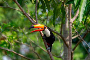 Toco toucan (Ramphastos toco) is sitting on a tree branch. Brazil. Pantanal.