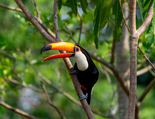 Toco toucan (Ramphastos toco) is sitting on a tree branch. Brazil. Pantanal.