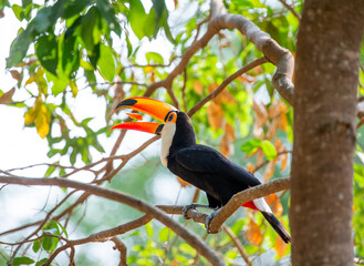 Toco toucan (Ramphastos toco) is eating fruit on a tree branch. Brazil. Pantanal.