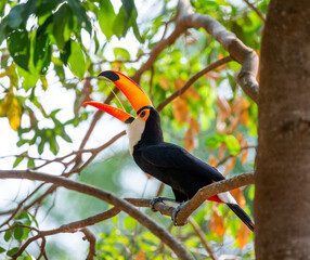 Toco toucan (Ramphastos toco) is sitting on a tree branch. Brazil. Pantanal.