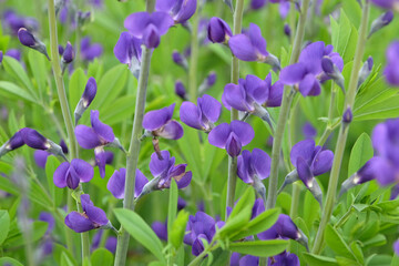 Fototapeta premium Baptisia australis, commonly known as blue wild indigo or false indigo in flower.