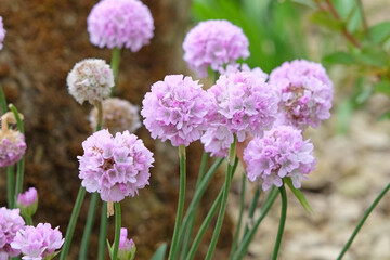 Armeria pseudarmeria ‘Sweet Dreams’, also known as  lady’s cushion, thrift, or sea pink in flower.