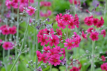 Purple Primula pulverulenta, also known as mealy primrose, in flower.