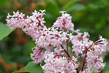 Pale pink lilac Syringa josiflexa ‘Bellicent’ in flower.