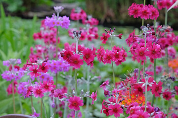 Purple Primula pulverulenta, also known as mealy primrose, in flower.