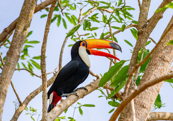 Toco toucan (Ramphastos toco) is sitting on a tree branch. Brazil. Pantanal.