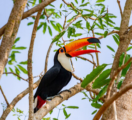 Toco toucan (Ramphastos toco) is sitting on a tree branch. Brazil. Pantanal.
