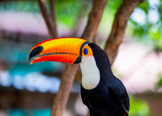 Portrait of Toco toucan (Ramphastos toco) with a big colored beak. Close-up. Brazil. Pantanal.
