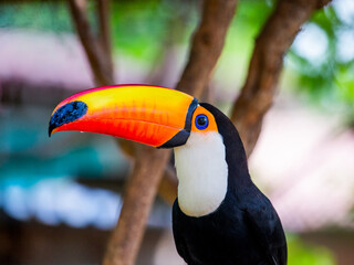Portrait of Toco toucan (Ramphastos toco) with a big colored beak. Close-up. Brazil. Pantanal.
