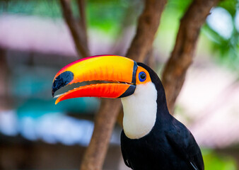 Portrait of Toco toucan (Ramphastos toco) with a big colored beak. Close-up. Brazil. Pantanal.
