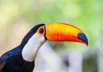 Portrait of Toco toucan (Ramphastos toco) with a big colored beak. Close-up. Brazil. Pantanal.

