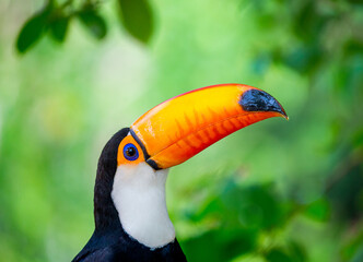 Portrait of Toco toucan (Ramphastos toco) with a big colored beak. Close-up. Brazil. Pantanal.
