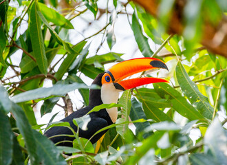 Toco toucan (Ramphastos toco) is sitting on a tree branch. Brazil. Pantanal.