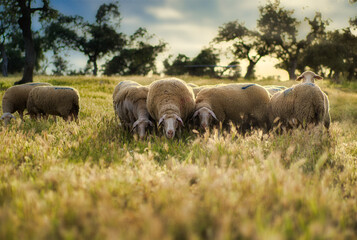 Fototapeta premium Flock of sheep