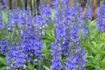 Blue Veronica austriaca, Austrian Speedwell, in flower