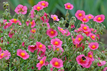 Pink Helianthemum sun rose ‘Ben Ledi’ in flower