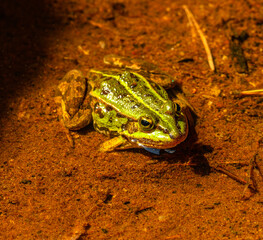 Obraz premium The edible frog (Pelophylax esculentus) in shallow water
