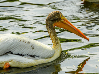 Dalmatian pelican (Pelecanus crispus) floating on water