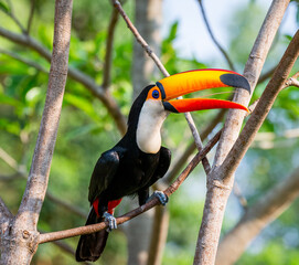 Toco toucan (Ramphastos toco) is sitting on a tree branch. Brazil. Pantanal.