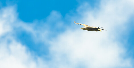 white-tailed eagle (Haliaeetus albicilla) in flight