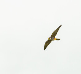 Eurasian hobby (Falco subbuteo) in flight