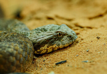 common death adder (Acanthophis antarcticus) portrait