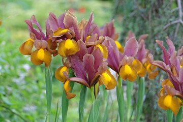 Pink, yellow and gold Iris hollandica, Dutch Iris ‘Autumn Princess’ in flower.