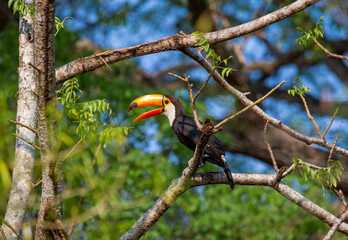 Toco toucan (Ramphastos toco) is sitting on a tree branch against a background of blue sky. Brazil. Pantanal.