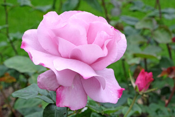 Pale lilac pink Hybrid Tea rose, rosa &lsquo;Moody Blue&rsquo; in flower.