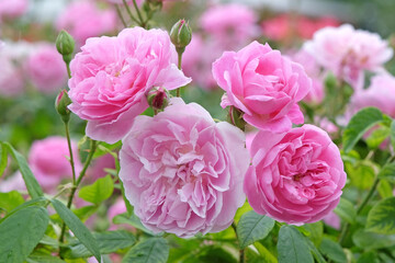 Pink English shrub rose, rosa harlow carr ‘aushouse’ in flower.